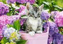Kotě v kbelíku