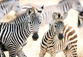 Mláďata zebry