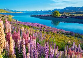 Jezero Tekapo, Nový Zéland