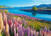 Jezero Tekapo, Nový Zéland