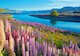 Jezero Tekapo, Nový Zéland