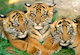 Tygří mláďata