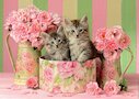 Koťata s růžemi