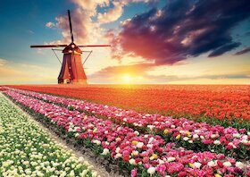 Krajina s tulipány
