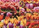 Holandské tulipány