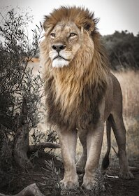 Hrdý lev