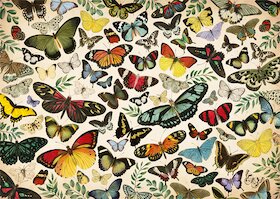 Plakát s motýly