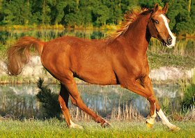 Krása koňského trysku