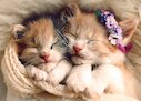 Spící koťata