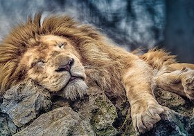 Spící lev