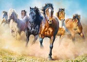 Běžící stádo koní