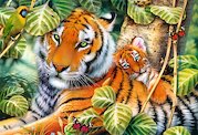 Dva tygři