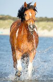 Kůň běžící vodou