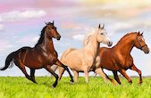 Běžící koně