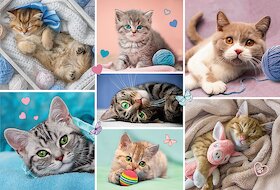 V kočičím světě