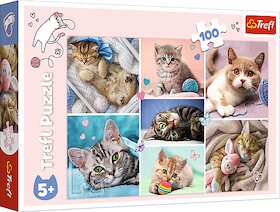 V kočičím světě