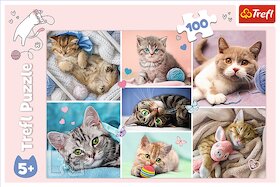 V kočičím světě