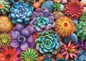 Barevné sukulenty