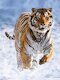 Tygr na sněhu