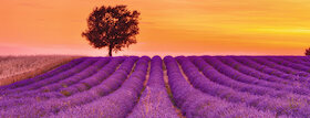 Levandulové pole
