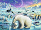 Setkání polárních zvířat