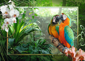 Papoušci v džungli