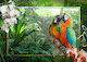 Papoušci v džungli