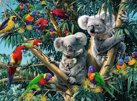 Koalové na stromě