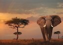 Slon v národní přírodní rezervaci Masai Mara