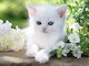 Bílé koťátko