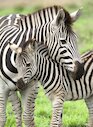 Nejmilejší zebra
