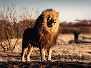 Lev, král zvířat
