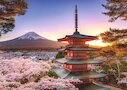 Rozkvetlé třešně v Japonsku