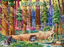 Národní park Redwood, Kalifornie, USA