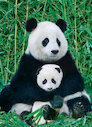 Panda s mládětem