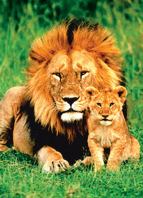 Lev s lvíčetem
