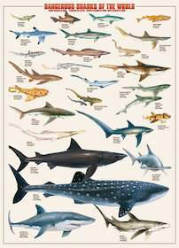 Nebezpeční žraloci celého světa