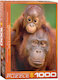Orangutan s mládětem