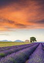 Levandulové pole, Provence