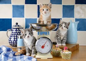 Kočky v kuchyni