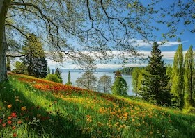 Jarní alej a rozkvetlé tulipány, ostrov Mainau