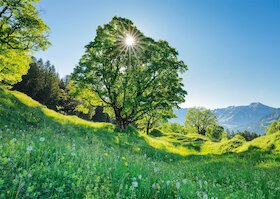 Javor klen v paprscích slunce, St. Gallen, Švýcarsko