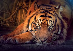 Tygr sibiřský