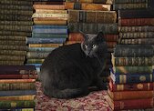 Kočka v knihovně