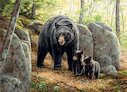 Medvědice s mláďaty