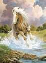 Kůň běžící řekou