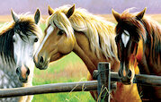 Koně u plotu