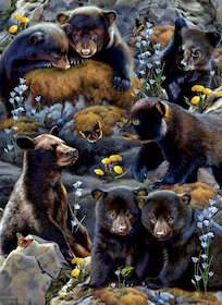 Medvíďata