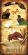 Životní cyklus orla bělohlavého
