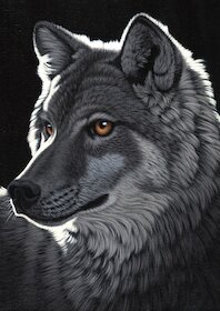 Noční vlk